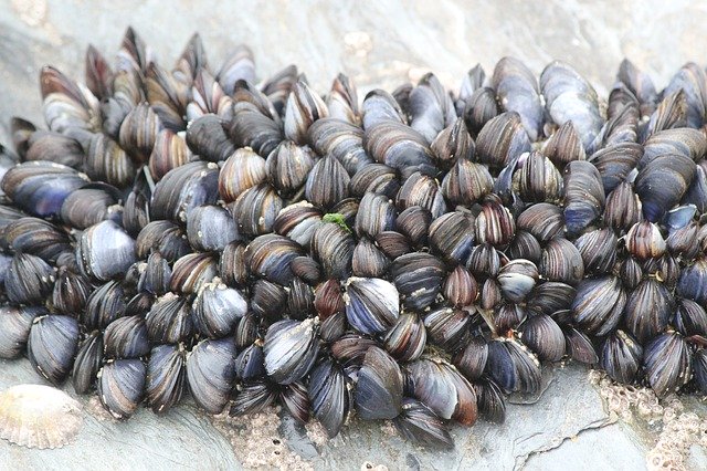 הורדה חינם Beach Cockles Mussels - תמונה או תמונה בחינם לעריכה עם עורך התמונות המקוון GIMP