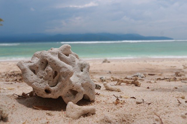 Unduh gratis Beach Coral Nature - foto atau gambar gratis untuk diedit dengan editor gambar online GIMP