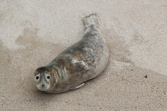 Gratis download Beach Cornwall Seal - gratis foto of afbeelding om te bewerken met GIMP online afbeeldingseditor