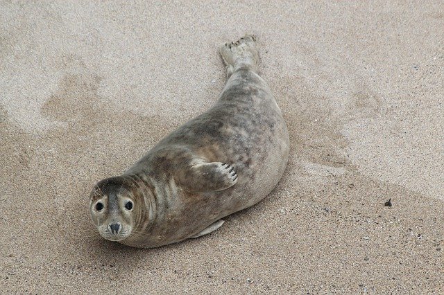 Free download Beach Cornwall Seal -  free photo or picture to be edited with GIMP online image editor