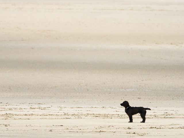 Free download beach dog sand landscape black dog free picture to be edited with GIMP free online image editor