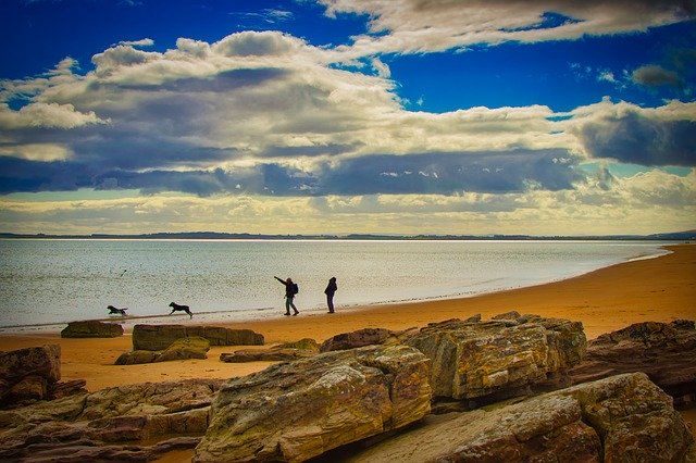 تنزيل Beach Dogs Play مجانًا - صورة مجانية أو صورة يتم تحريرها باستخدام محرر الصور عبر الإنترنت GIMP