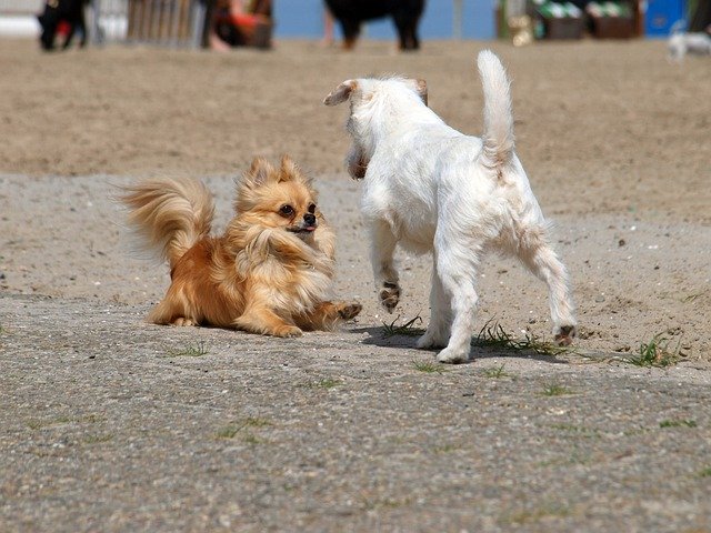 הורדה חינם Beach Dogs Sea - תמונה או תמונה בחינם לעריכה עם עורך התמונות המקוון GIMP