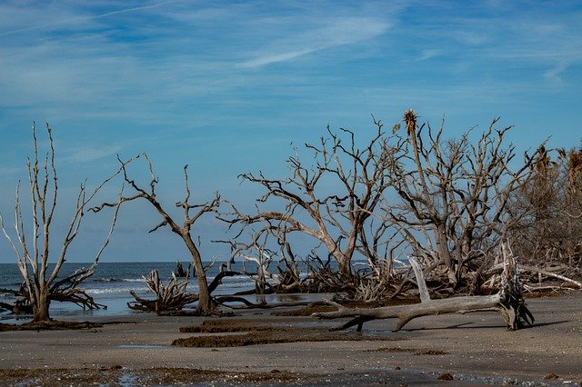 Free download Beach Driftwood Sky -  free photo or picture to be edited with GIMP online image editor