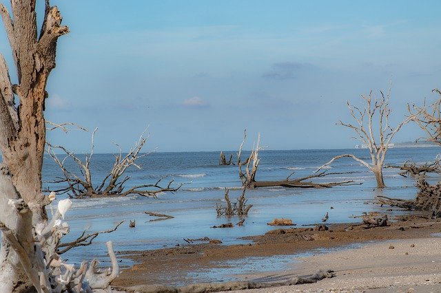 Free download Beach Driftwood Unpopulated -  free photo or picture to be edited with GIMP online image editor