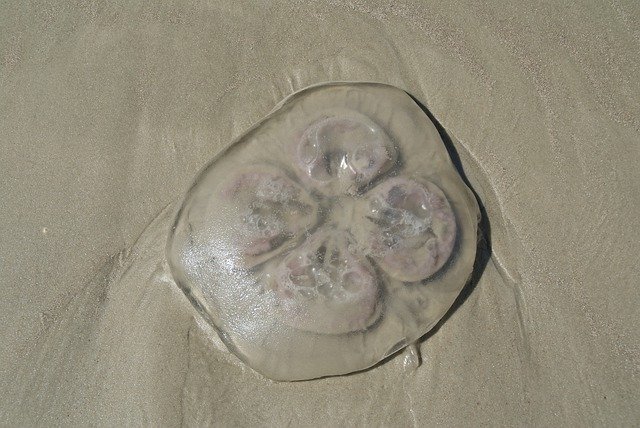 Descarga gratuita Beach Florida Sand: foto o imagen gratuita para editar con el editor de imágenes en línea GIMP