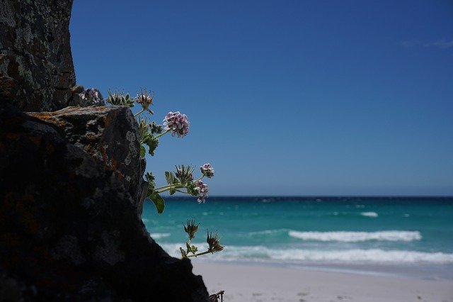دانلود رایگان قالب عکس رایگان Beach Flower Tasmania Friendly برای ویرایش با ویرایشگر تصویر آنلاین GIMP