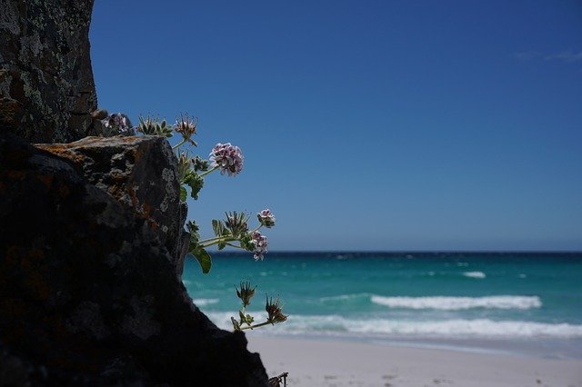 Téléchargement gratuit du modèle photo gratuit Beach Flower Tasmania Friendly à éditer avec l'éditeur d'images en ligne GIMP