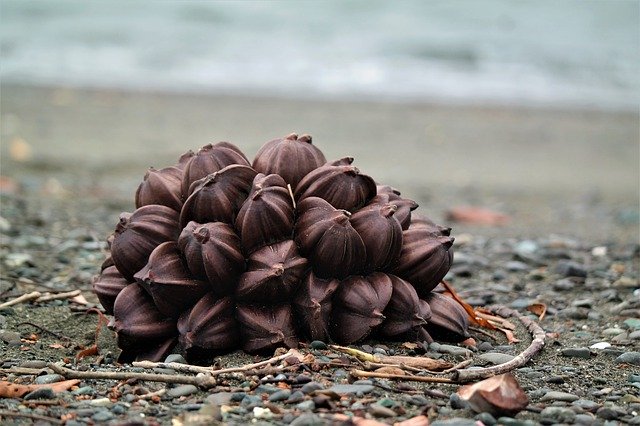 해변 과일 모래 무료 다운로드 - 김프 온라인 이미지 편집기로 편집할 무료 사진 또는 사진