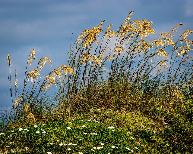 Безкоштовно завантажити Пейзаж з травою на пляжі - безкоштовне фото або зображення для редагування за допомогою онлайн-редактора зображень GIMP