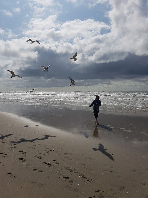Gratis download Beach Gulls Sea - gratis foto of afbeelding om te bewerken met GIMP online afbeeldingseditor