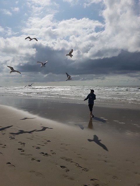 Free download Beach Gulls Sea -  free photo or picture to be edited with GIMP online image editor