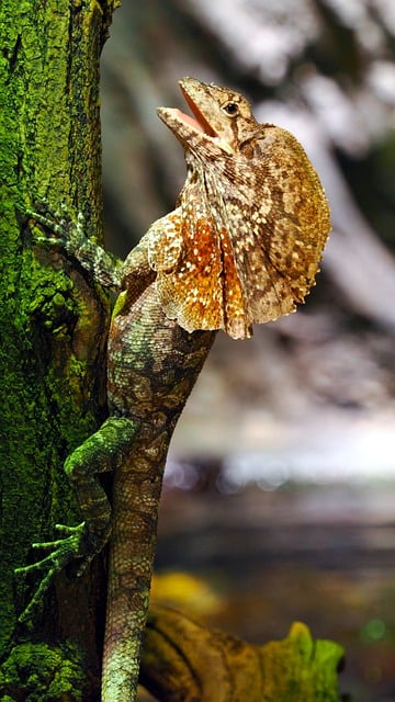 Free download beach lizard animal nature fauna free picture to be edited with GIMP free online image editor