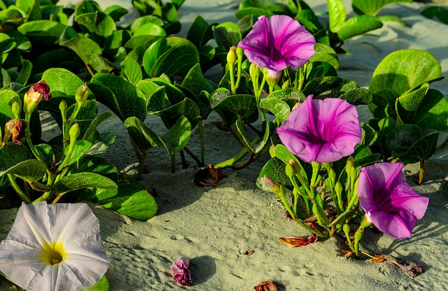 Faça o download gratuito da imagem gratuita das flores da glória da manhã da praia para ser editada com o editor de imagens on-line gratuito do GIMP