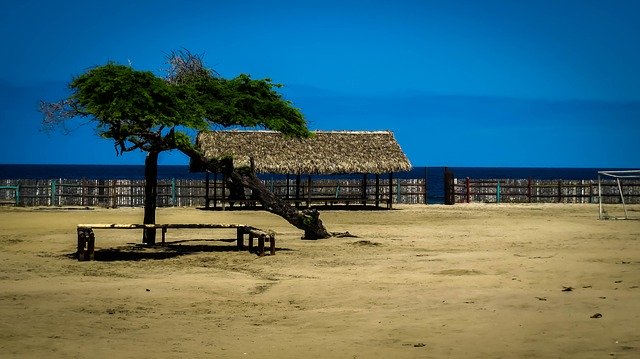 Muat turun percuma Beach Nature Tree - foto atau gambar percuma untuk diedit dengan editor imej dalam talian GIMP