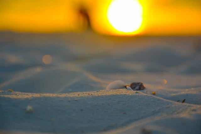 Free download beach ocean seashell coast sunset free picture to be edited with GIMP free online image editor
