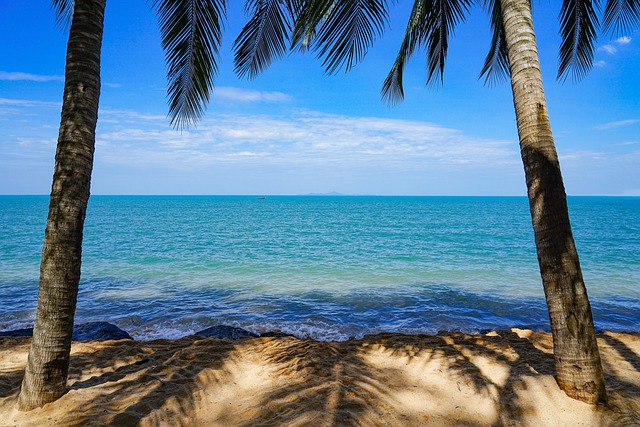 Free download beach palm sea paradise ocean free picture to be edited with GIMP free online image editor