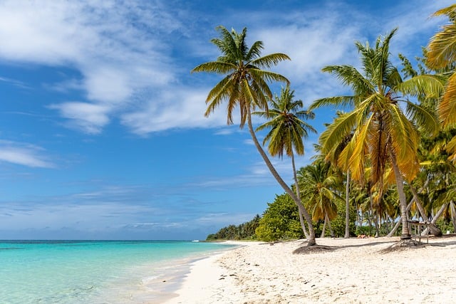 Free download beach palm trees sea summer free picture to be edited with GIMP free online image editor