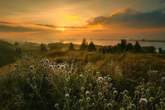 Free download beach plants sunset clouds dawn free picture to be edited with GIMP free online image editor
