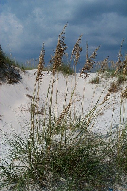 Download gratuito di Beach Sea Oats Sand: foto o immagine gratuita da modificare con l'editor di immagini online GIMP