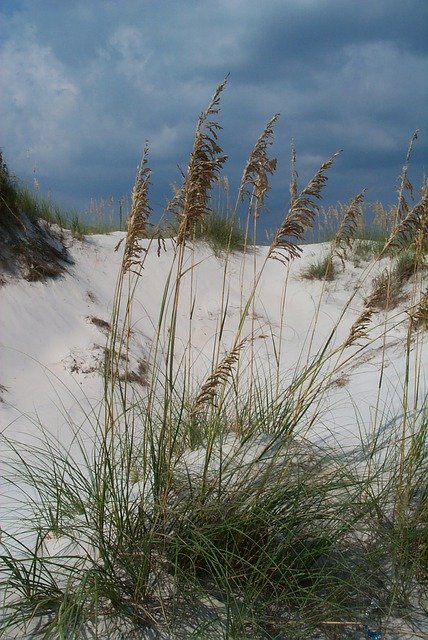 ດາວ​ໂຫຼດ​ຟຣີ Beach Sea Oats Sand - ຮູບ​ພາບ​ຟຣີ​ຫຼື​ຮູບ​ພາບ​ທີ່​ຈະ​ໄດ້​ຮັບ​ການ​ແກ້​ໄຂ​ກັບ GIMP ອອນ​ໄລ​ນ​໌​ບັນ​ນາ​ທິ​ການ​ຮູບ​ພາບ​