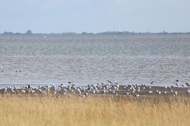 無料でダウンロード ビーチ 海 海 鳥 カモメ 無料の画像をGIMPで編集する 無料のオンライン画像エディタ