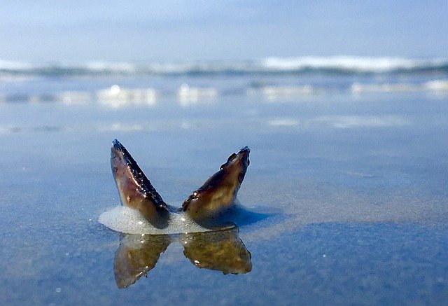 Téléchargement gratuit de Beach Sea Shell Barnacle - photo ou image gratuite à modifier avec l'éditeur d'images en ligne GIMP