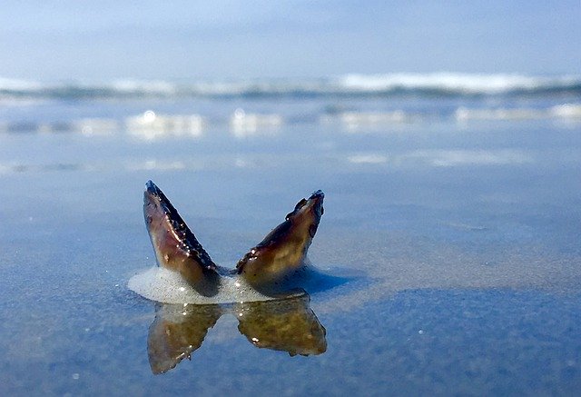 Free download Beach Sea Shell Barnacle -  free photo or picture to be edited with GIMP online image editor