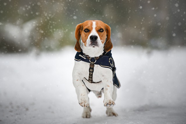 Free download beagle dog winter snow snowfall free picture to be edited with GIMP free online image editor