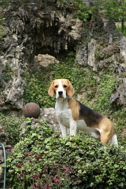 Free download Beagle Hunting Dog Purebred -  free photo or picture to be edited with GIMP online image editor