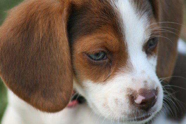 Free download Beagle Puppy Dog -  free photo or picture to be edited with GIMP online image editor