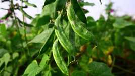 Free download Bean Vegetable Plant -  free video to be edited with OpenShot online video editor