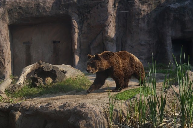 Free download bear animal bird nature sun free picture to be edited with GIMP free online image editor