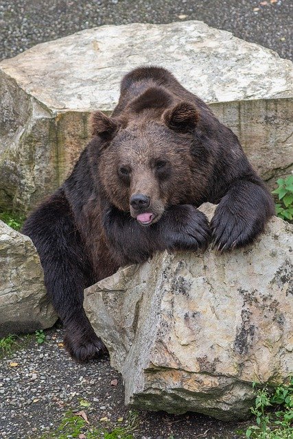 ດາວ​ໂຫຼດ​ຟຣີ Bear Animal Dangerous - ຮູບ​ພາບ​ຟຣີ​ຫຼື​ຮູບ​ພາບ​ທີ່​ຈະ​ໄດ້​ຮັບ​ການ​ແກ້​ໄຂ​ກັບ GIMP ອອນ​ໄລ​ນ​໌​ບັນ​ນາ​ທິ​ການ​ຮູບ​ພາບ​