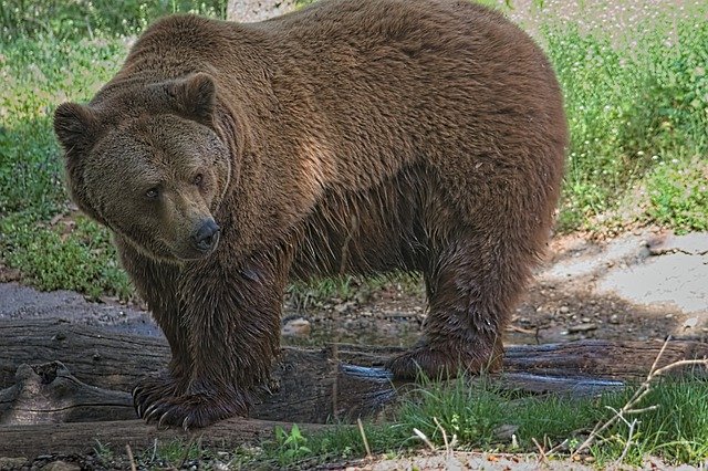 Безкоштовно завантажте Bear Animal Nature Brown - безкоштовне фото або зображення для редагування за допомогою онлайн-редактора зображень GIMP
