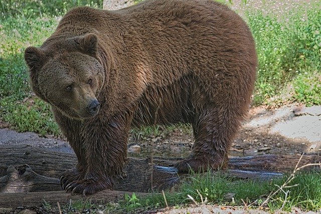 Bezpłatne pobieranie Bear Animal Nature Brown - darmowe zdjęcie lub obraz do edycji za pomocą internetowego edytora obrazów GIMP