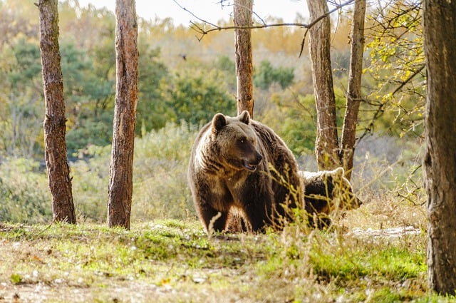 Free download bear animals vertebrate four legged free picture to be edited with GIMP free online image editor