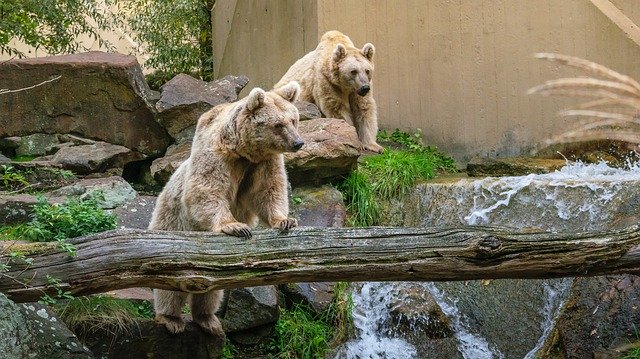 Free download Bear Animals Zoo Animal -  free photo or picture to be edited with GIMP online image editor