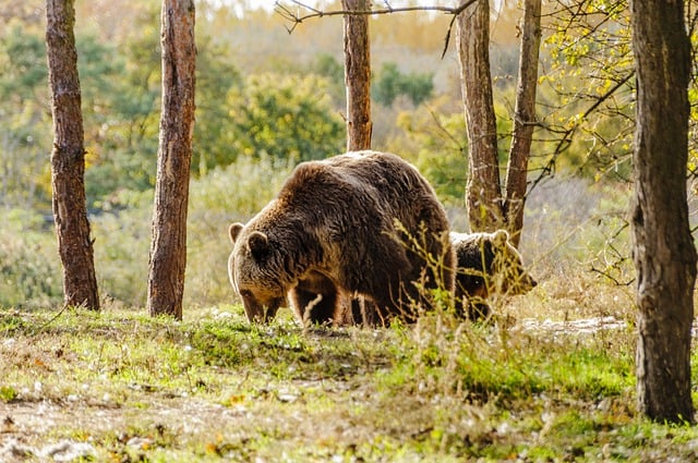 Free download bear animal vertebrate four legged free picture to be edited with GIMP free online image editor