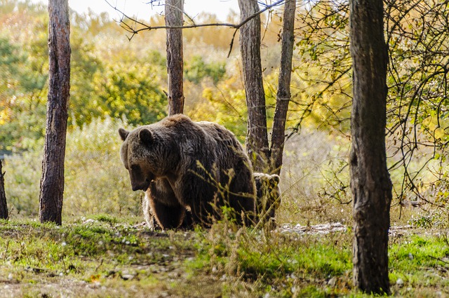 Free download bear beast predator mammal animal free picture to be edited with GIMP free online image editor