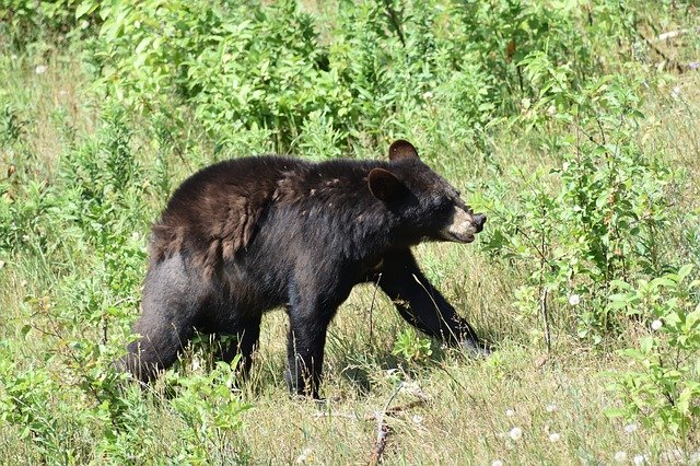 دانلود رایگان Bear Black Animal - عکس یا عکس رایگان برای ویرایش با ویرایشگر تصویر آنلاین GIMP