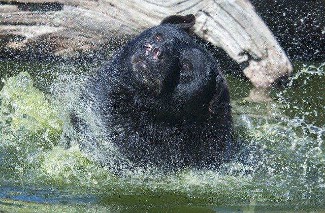 Free download Bear Black Bath -  free photo or picture to be edited with GIMP online image editor