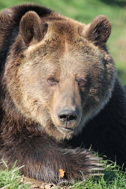 Free download bear brown bear animal fur nature free picture to be edited with GIMP free online image editor