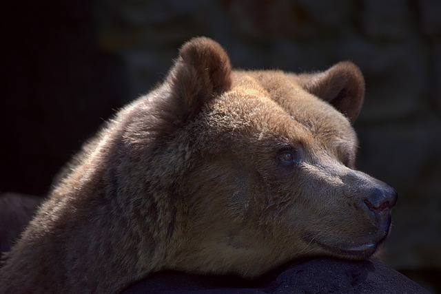 Free download bear brown nature animal grizzly free picture to be edited with GIMP free online image editor