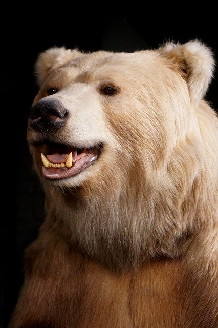 Unduh gratis Bear Close Up Animal - foto atau gambar gratis untuk diedit dengan editor gambar online GIMP