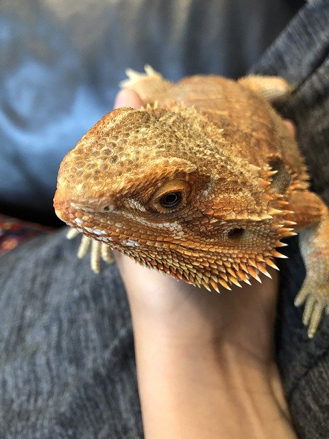 無料ダウンロードBeardedDragon-GIMPオンライン画像エディタで編集できる無料の写真または画像