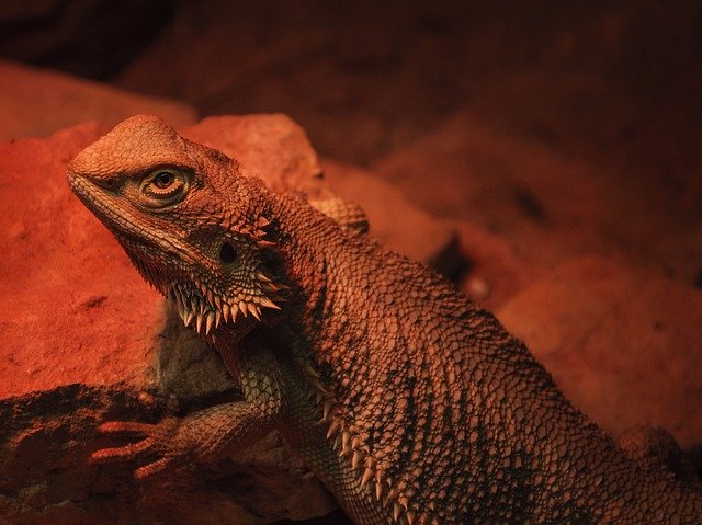 Muat turun percuma Reptilia Cicak Naga Berjanggut - foto atau gambar percuma untuk diedit dengan editor imej dalam talian GIMP