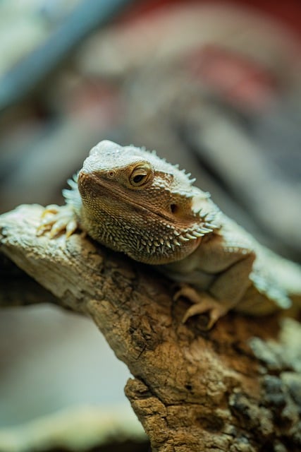 Free download bearded dragon reptile lizard free picture to be edited with GIMP free online image editor