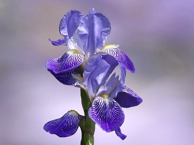 Free download bearded iris blossom bloom free picture to be edited with GIMP free online image editor