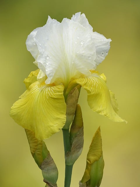 Free download bearded iris sword lily iris free picture to be edited with GIMP free online image editor